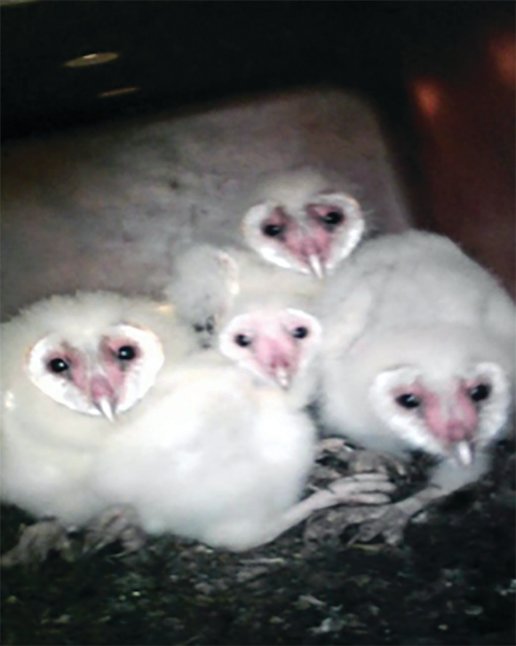 Prior to the program, barn owls had to live in harmony with humans in populated areas because of the lack of trees and shelter in rural South Florida.  The nesting boxes repopulated the farming area with owls. [Photo courtesy Florida Crystals]